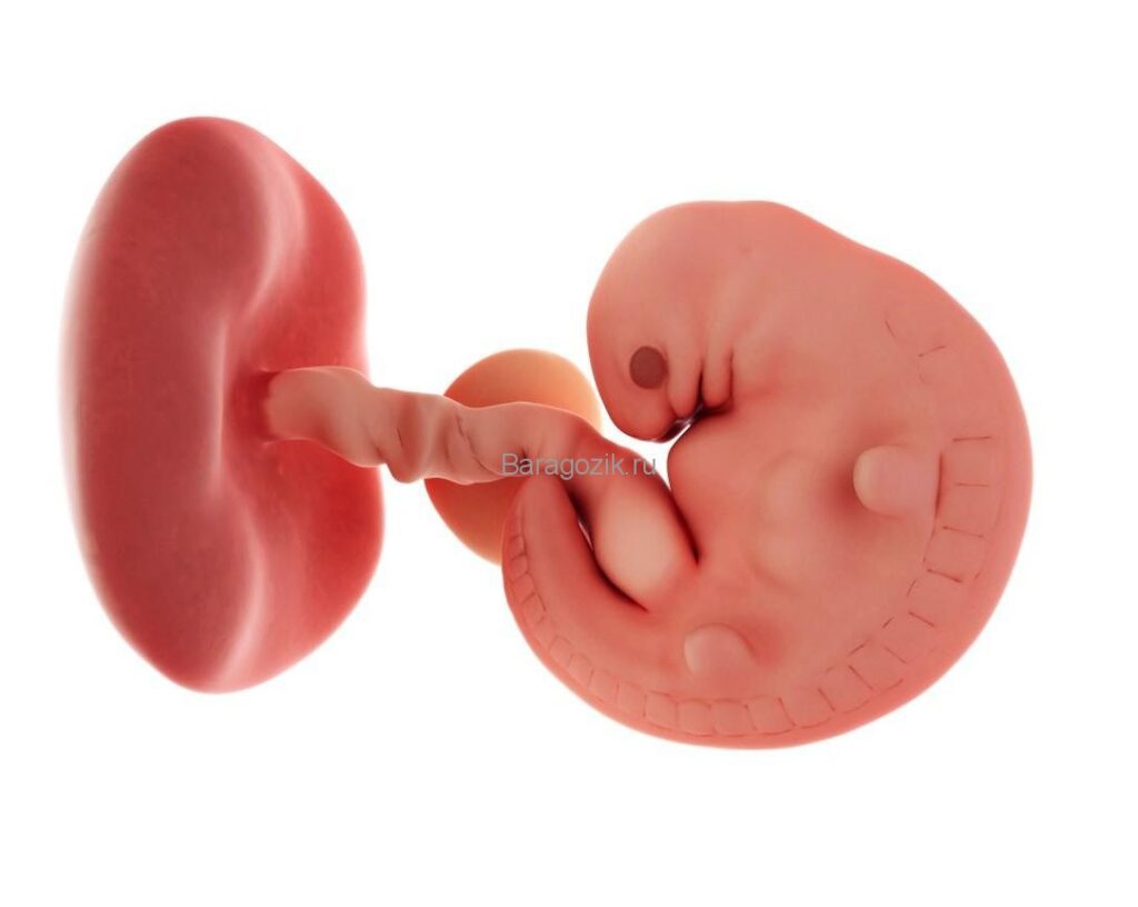 12-я неделя беременности: что нового в вашем мире