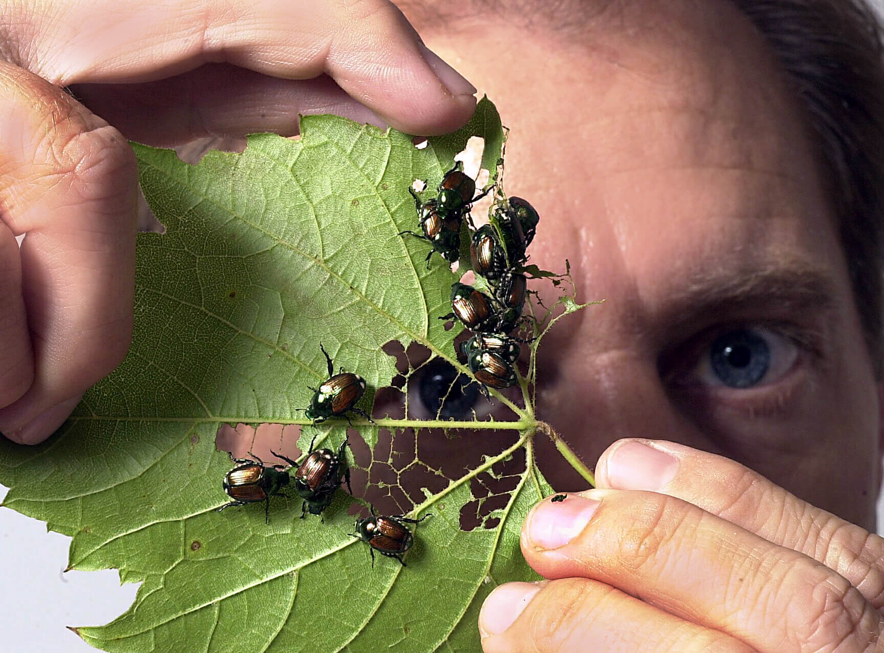 Как перестать бояться насекомых